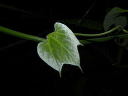 Image of Jungle Cucumber