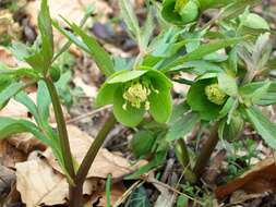 Image of Green Hellebore