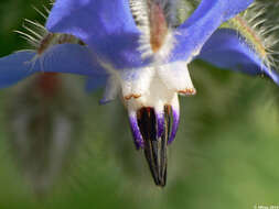 Image of borage