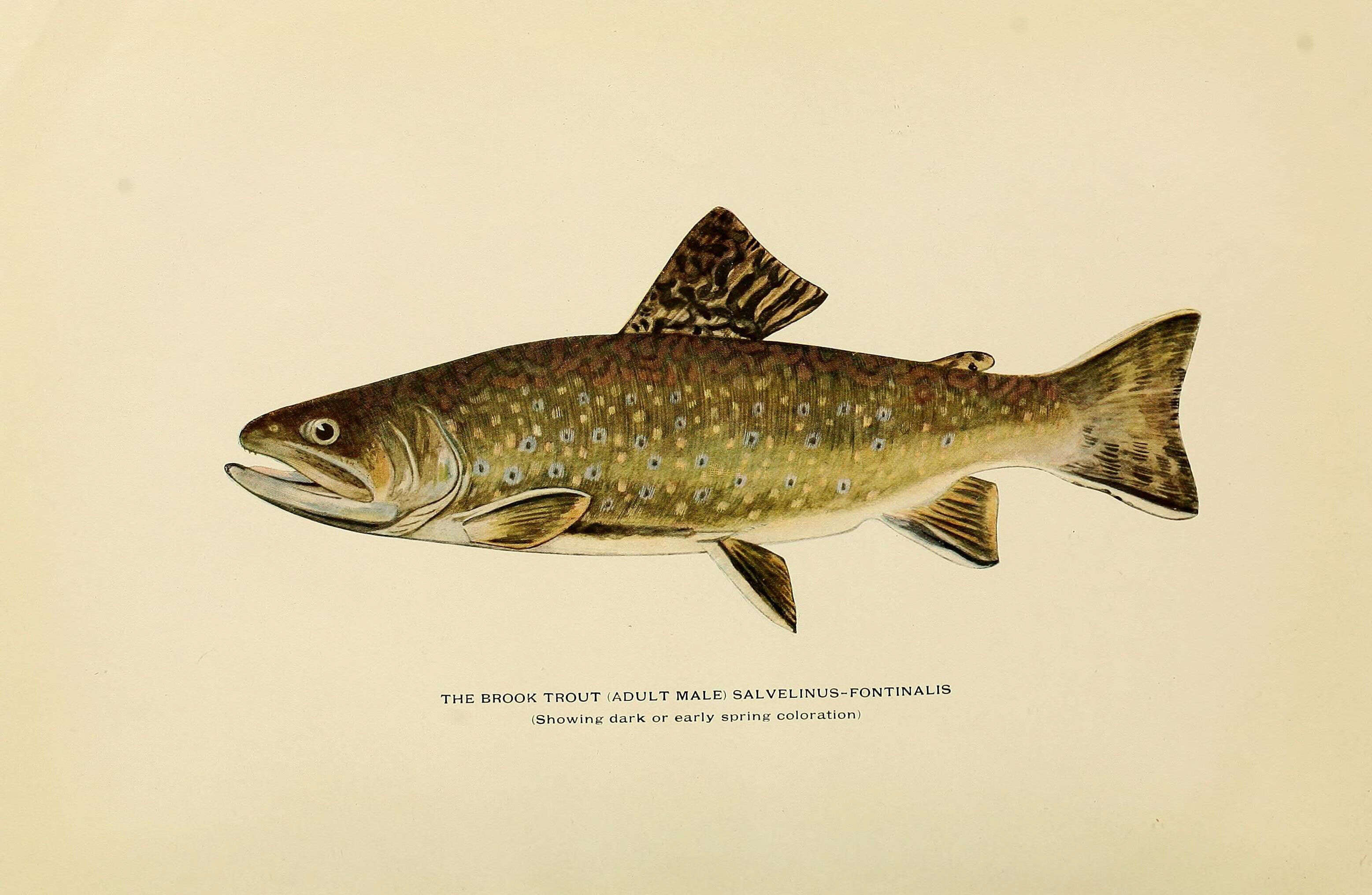 Image of brook trout