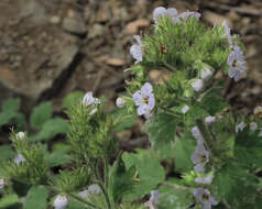 Phacelia bolanderi A. Gray的圖片