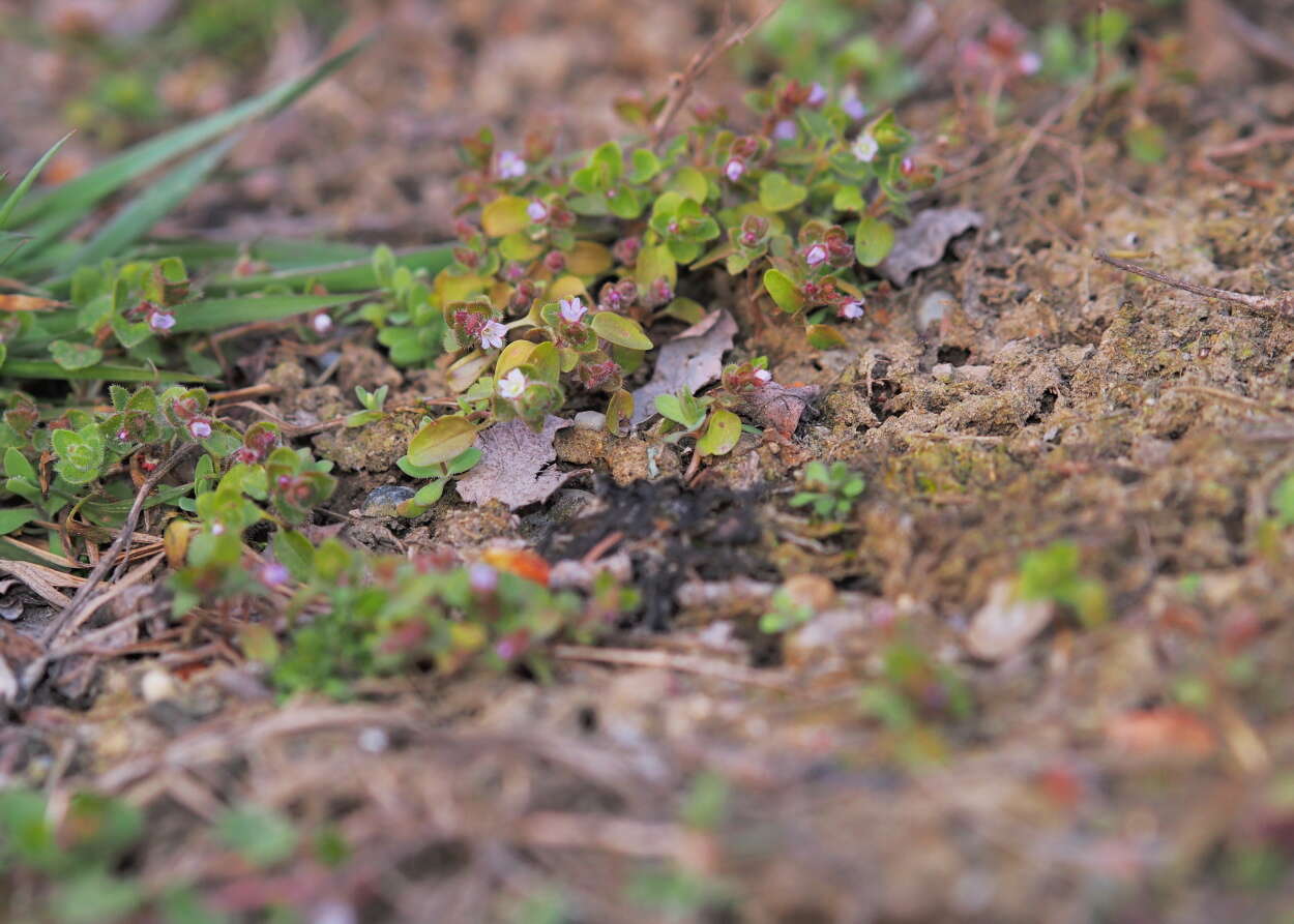 Image of false ivy-leaved speedwell