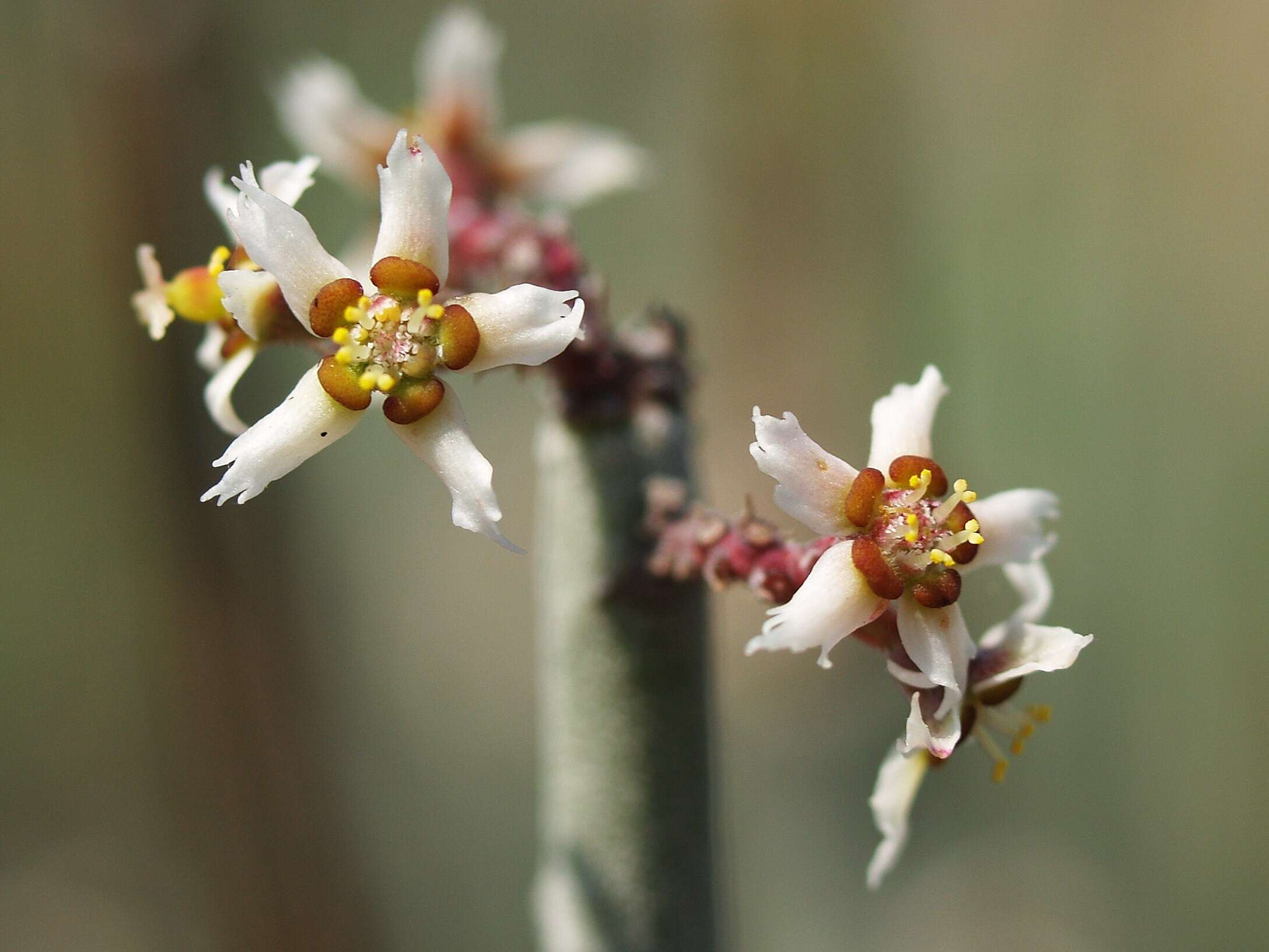 Image of candelilla