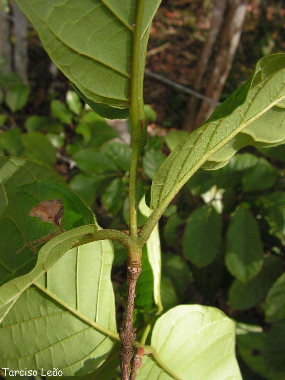 Image of Campomanesia dichotoma (Berg) Mattos