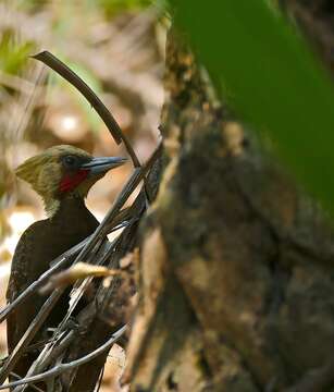 Image of Pale-crested Woodpecker