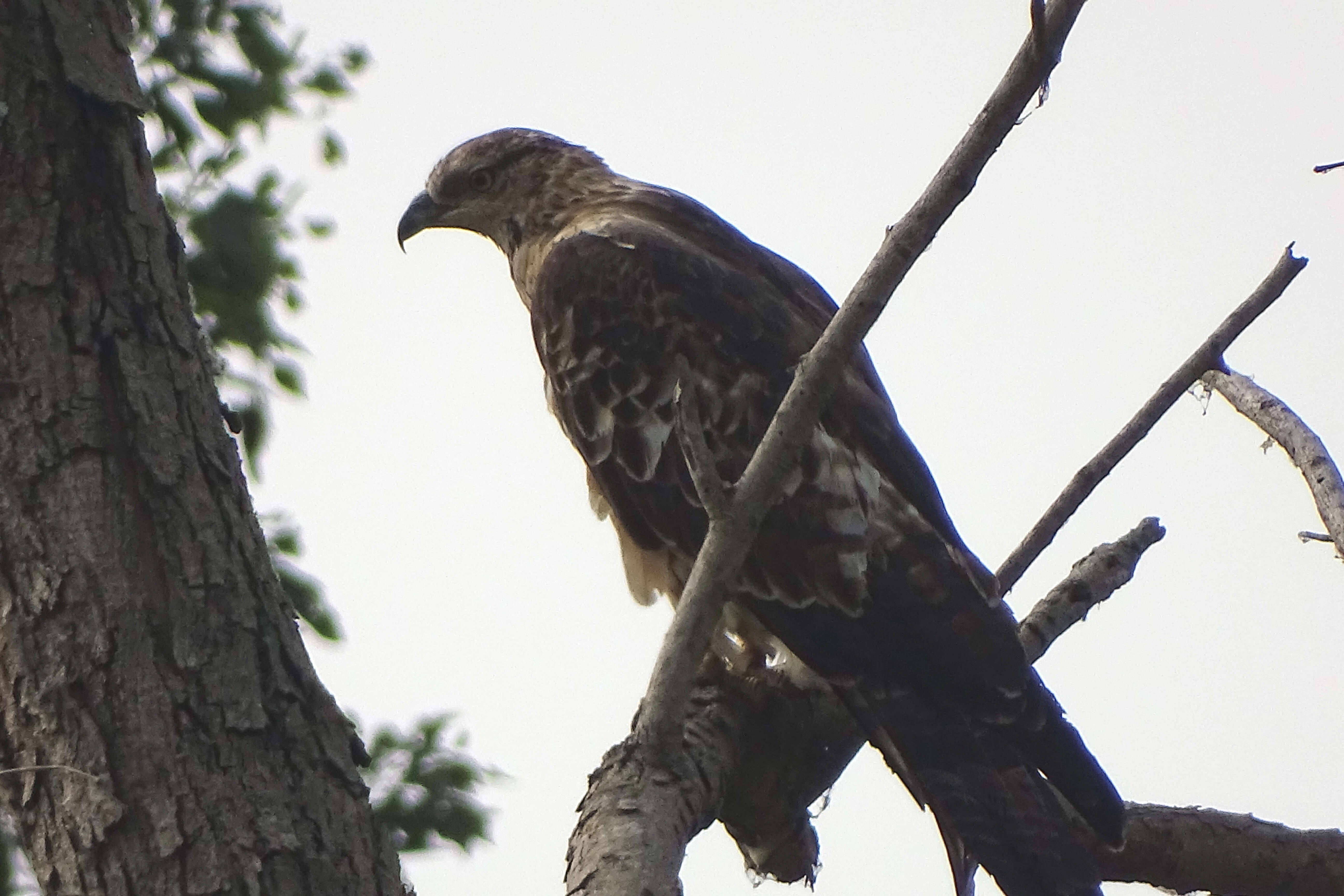 Image of Barred honey buzzard