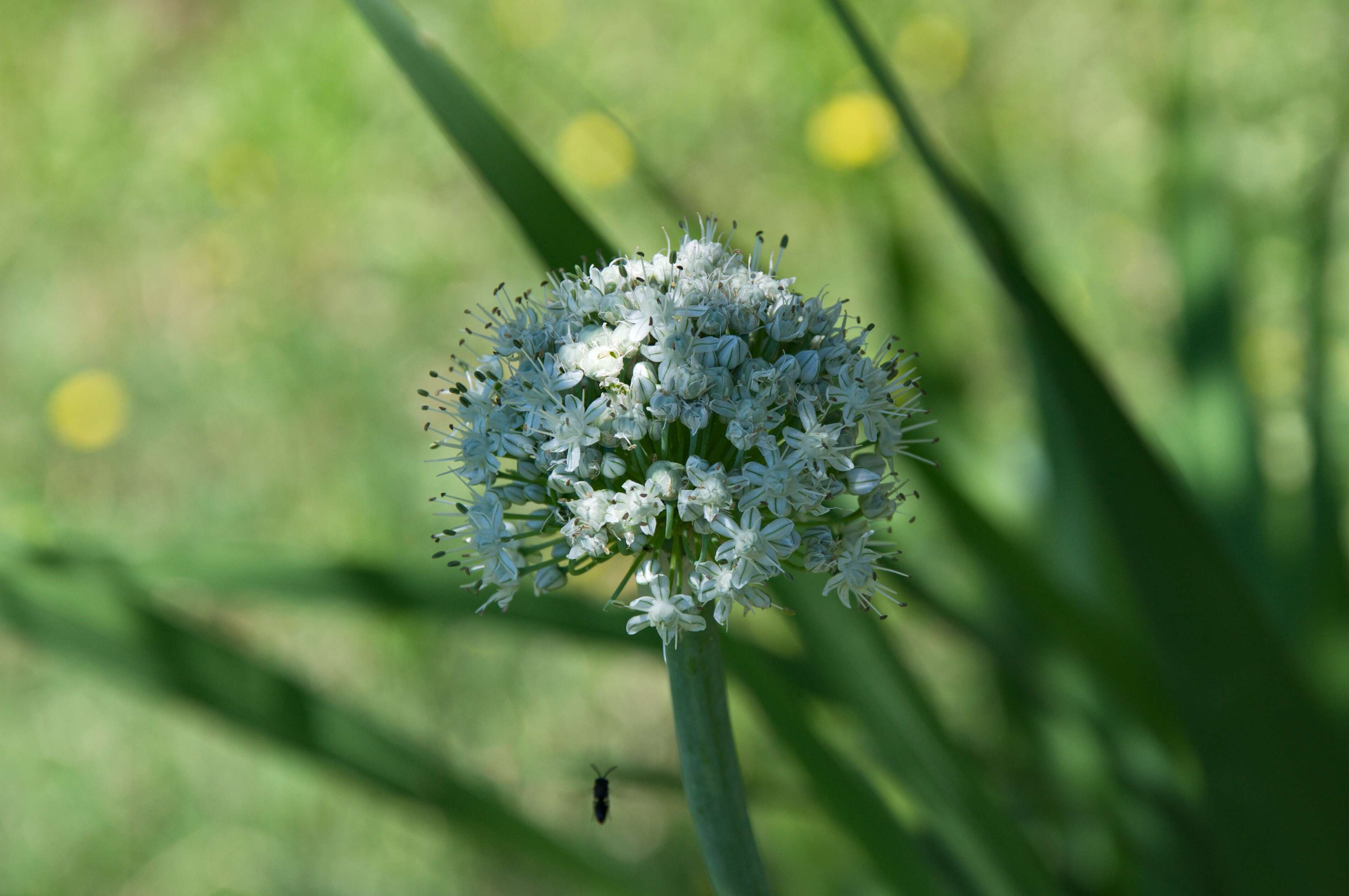 Image de Allium