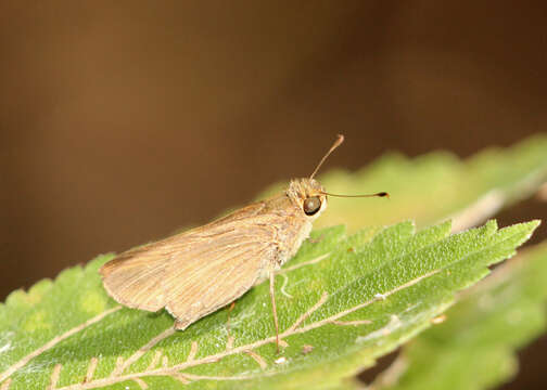 Image of Long-windged Skipper