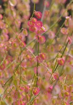 Image of Rumex induratus Boiss. & Reuter