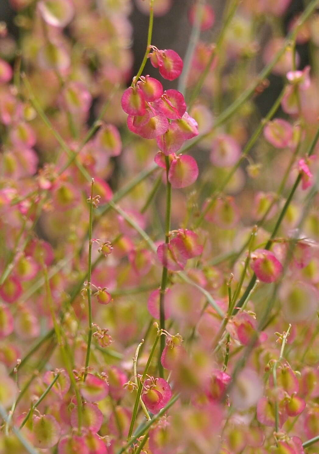 Image of Rumex induratus Boiss. & Reuter