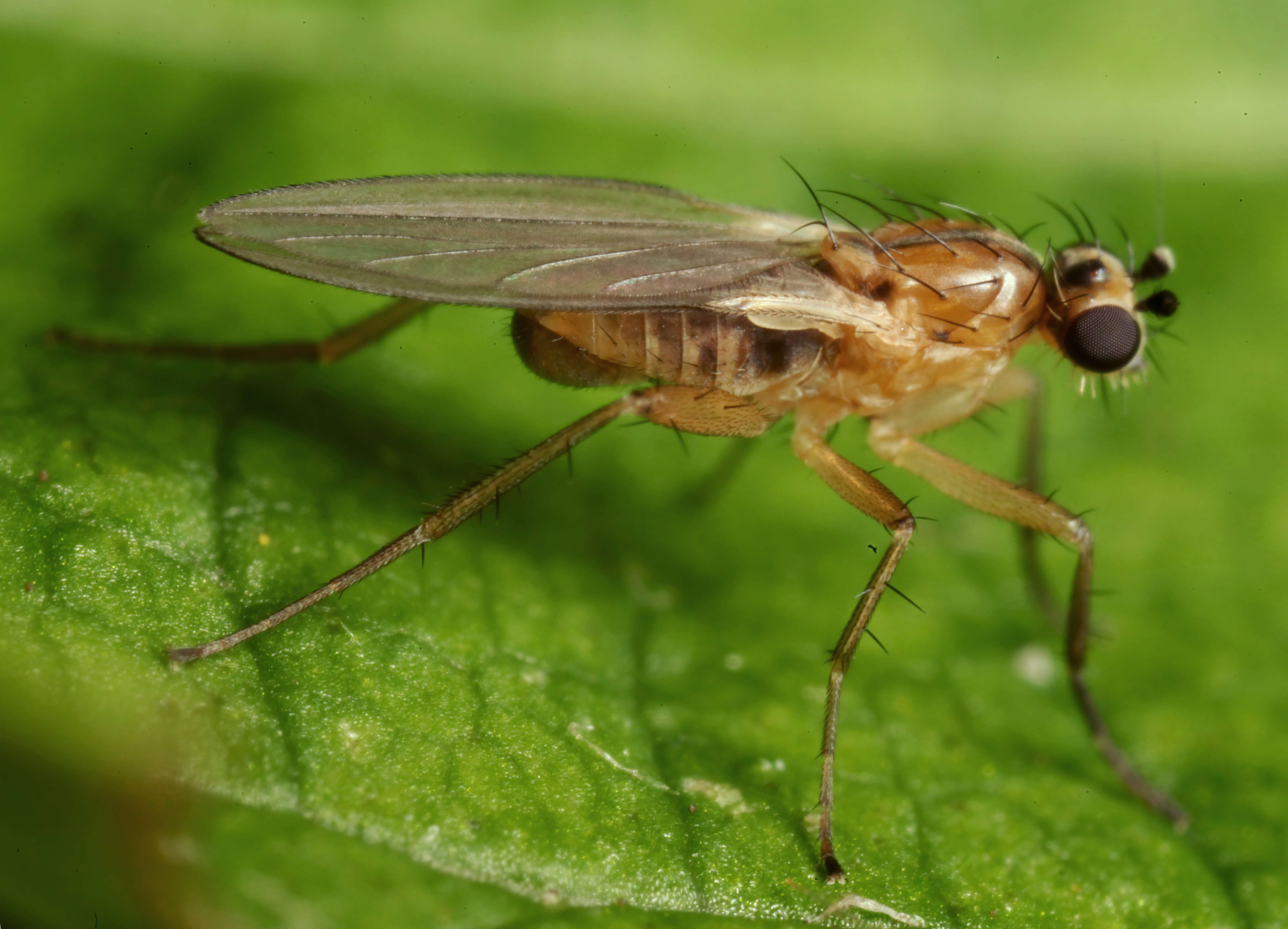 Image of spear-winged flies