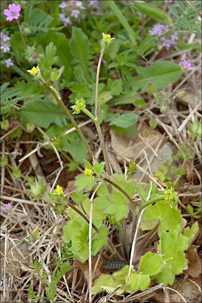 Image of Ranunculus chius DC.