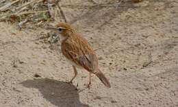 Image of Fawn-colored Lark