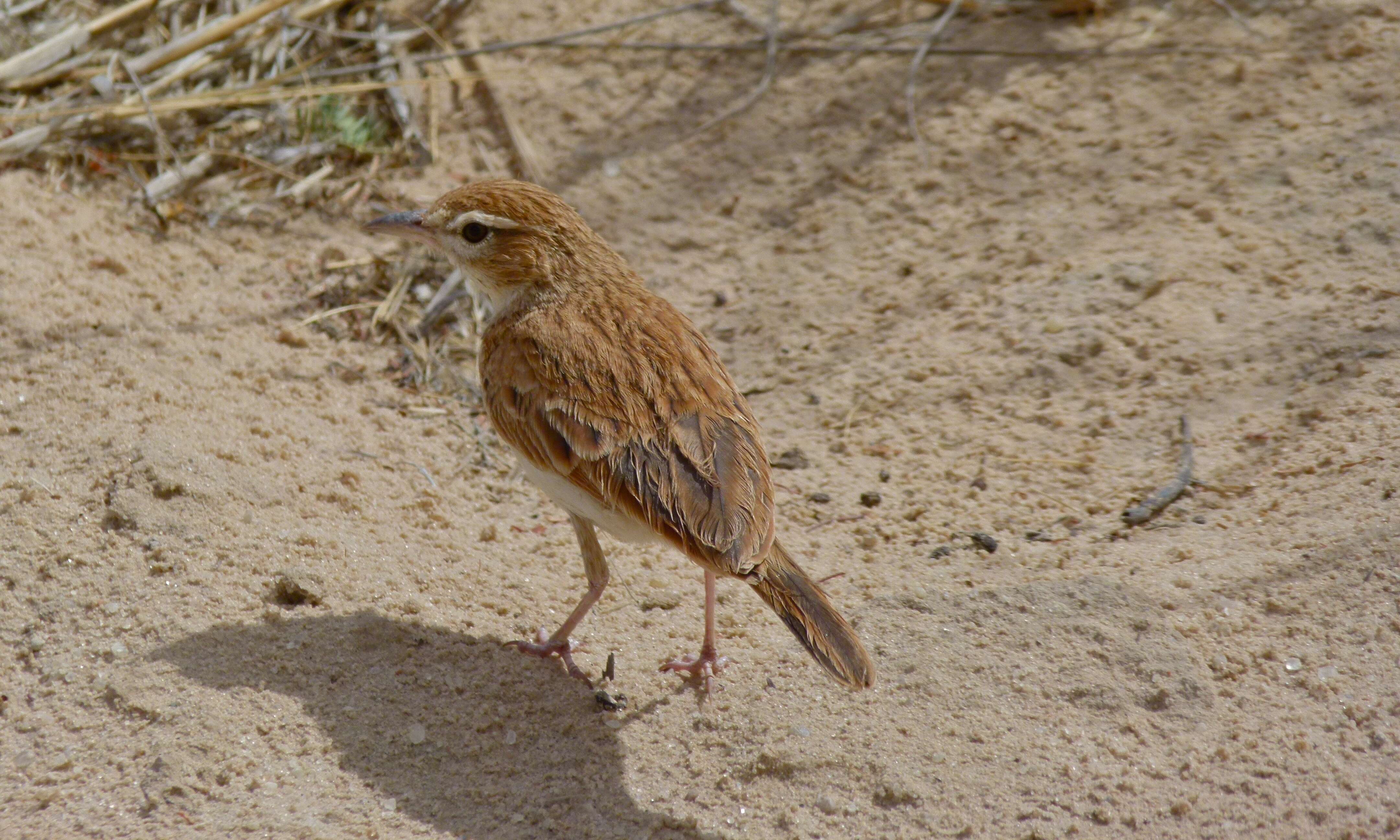 Image of Fawn-colored Lark