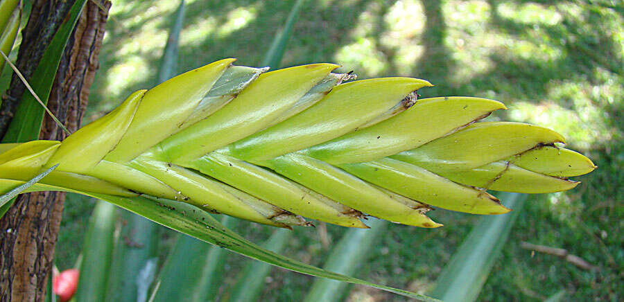 Imagem de Tillandsia oerstediana L. B. Sm.