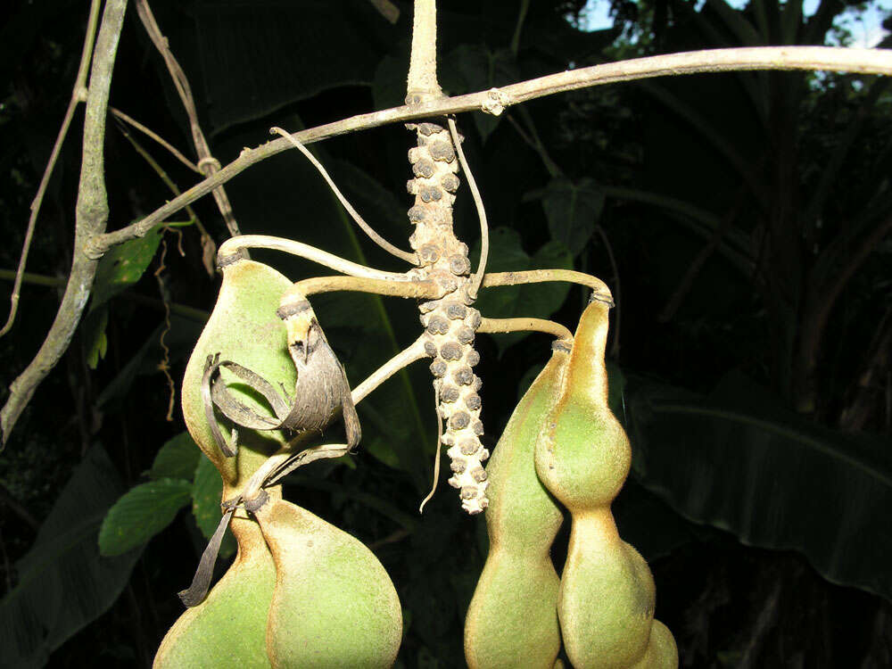 Image of Mucuna holtonii (Kuntze) Moldenke