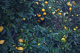 Plancia ëd Citrus aurantium L.