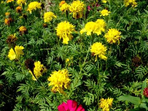 Tagetes erecta L. resmi