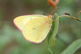 Image of Colias