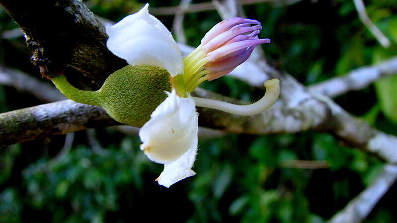 Image of Henriettea succosa (Aubl.) DC.