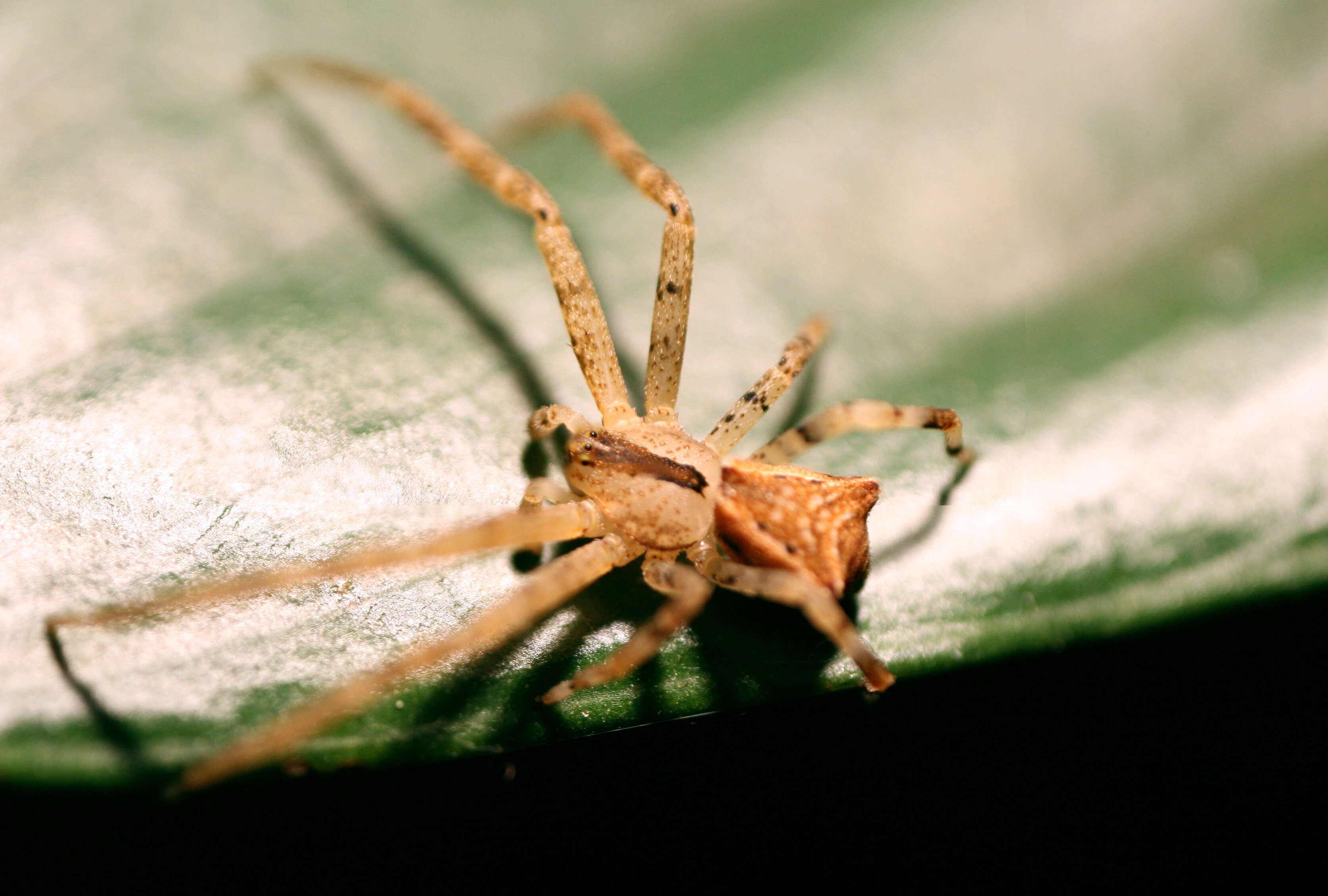 Sivun Sidymella trapezia (L. Koch 1874) kuva