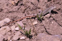 Image of Fringe-fingered lizard