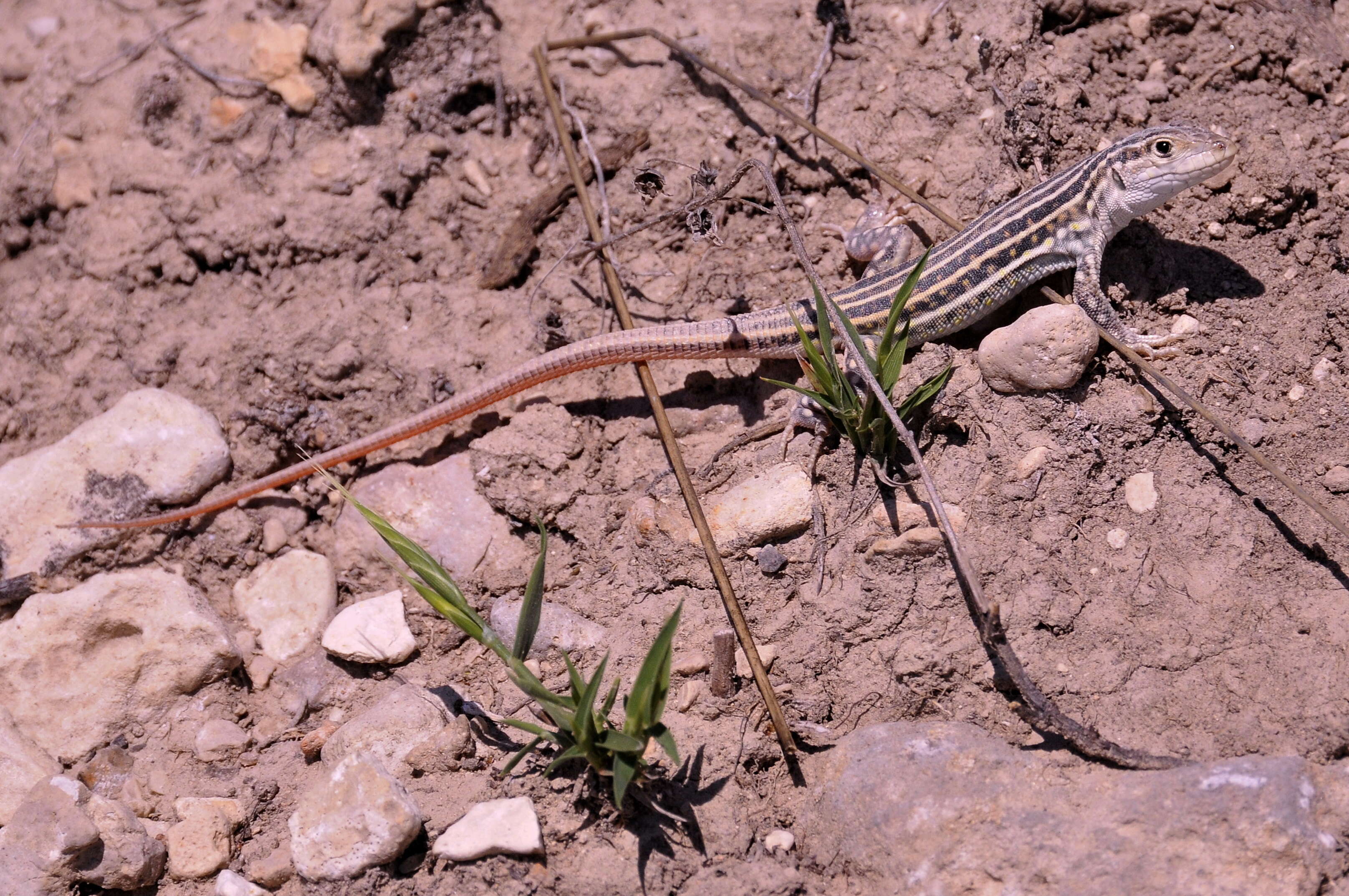 Imagem de Acanthodactylus erythrurus (Schinz 1833)