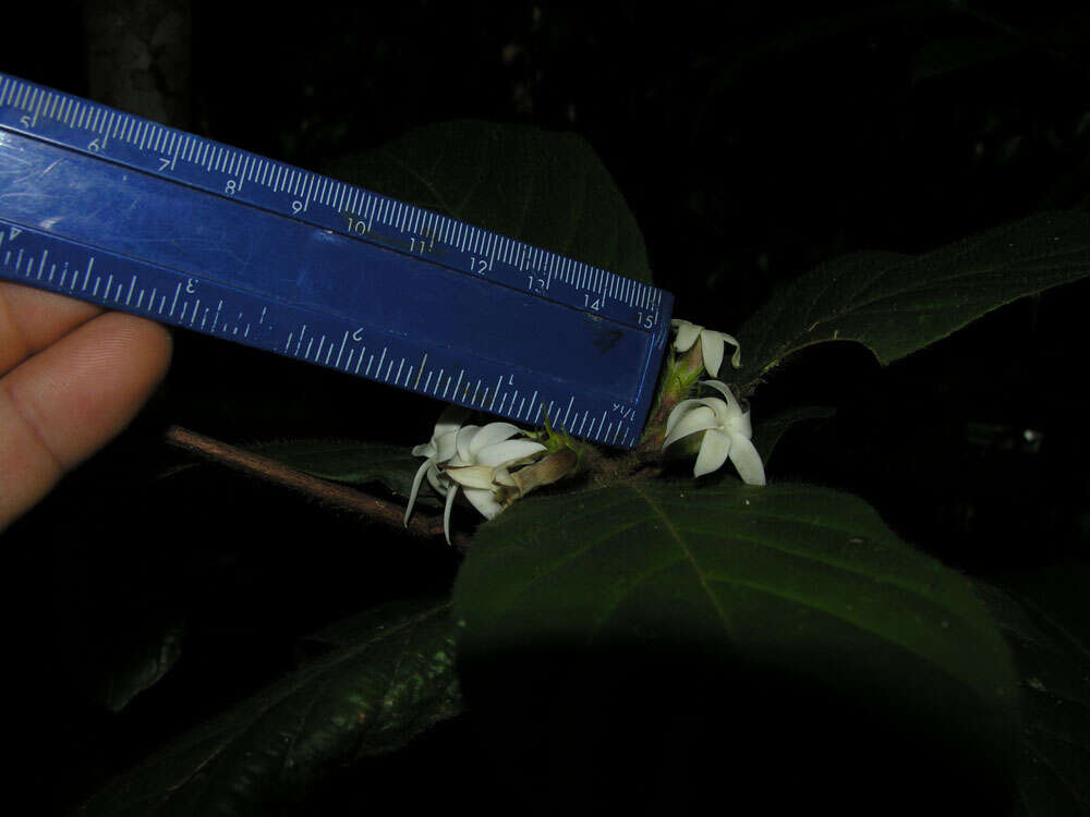 Image of Duroia costaricensis Standl.