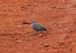 Image of Streptopelia Bonaparte 1855