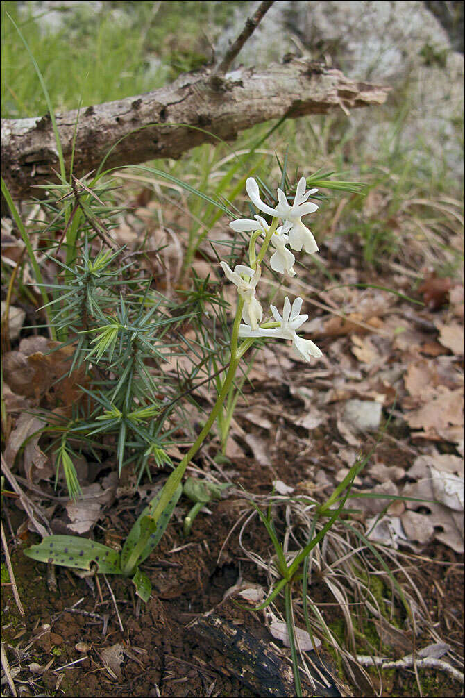 Image of Man Orchids