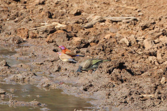 Image of Violet-eared Waxbill