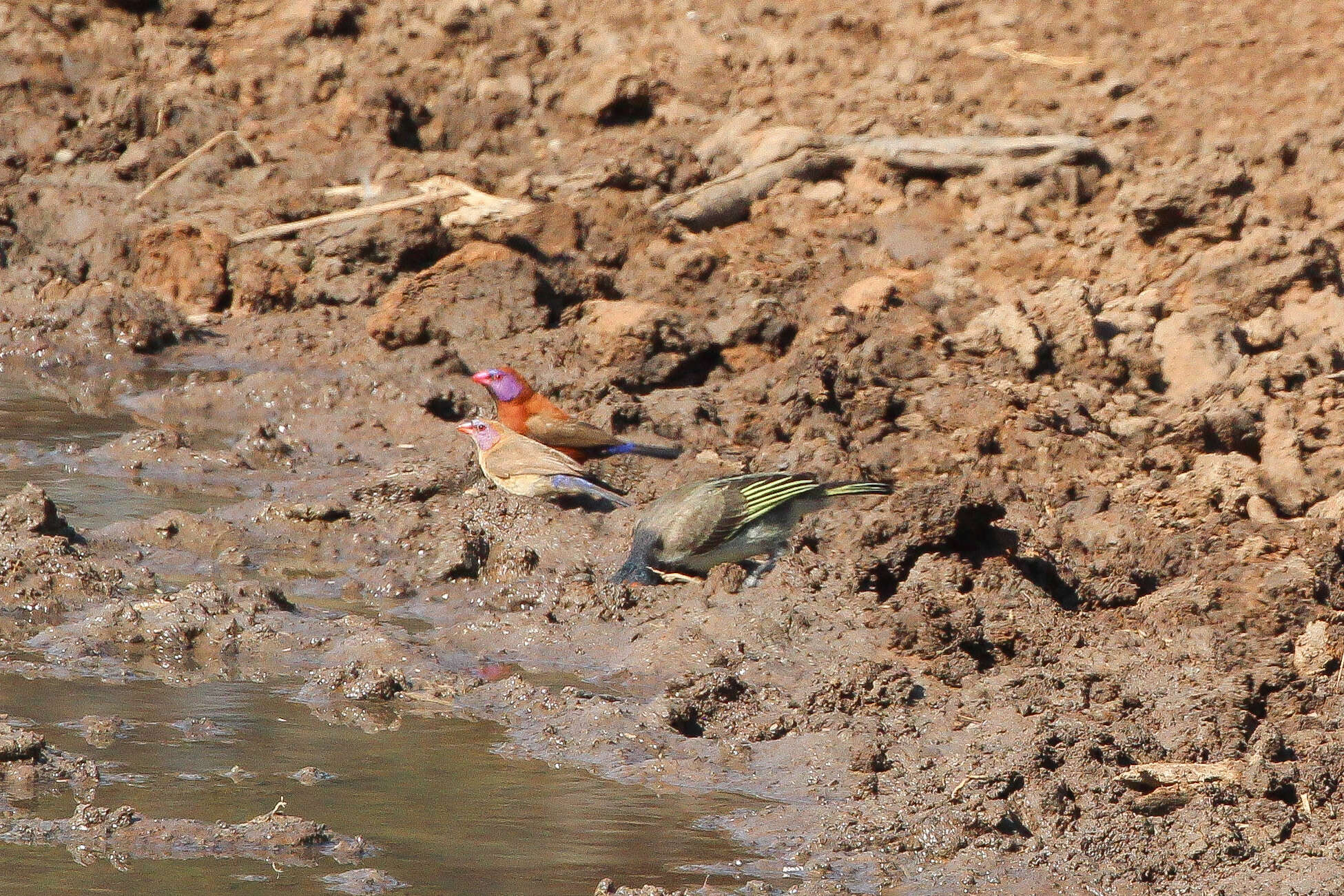 Image of Violet-eared Waxbill