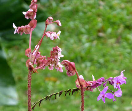 Sivun Spathoglottis plicata Blume kuva