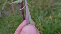 Image of Bidens subalternans DC.