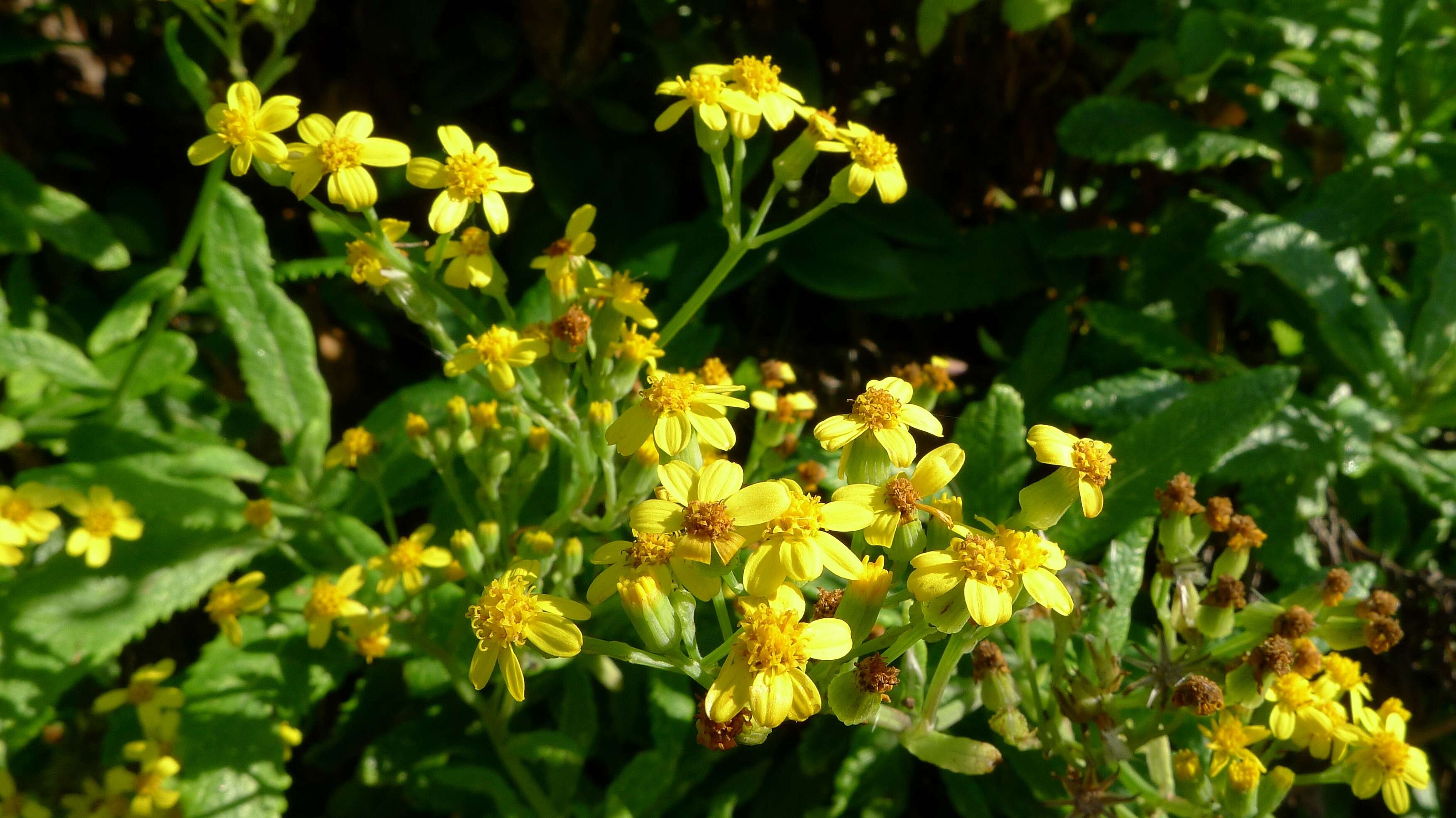 Image of fireweed groundsel