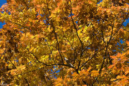 Image of Northern Red Oak