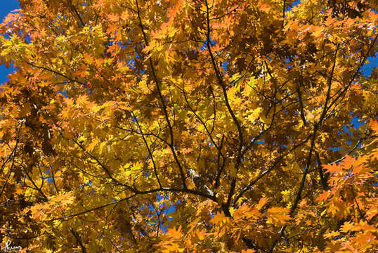 Image of Northern Red Oak