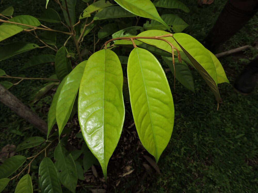 Image of durian