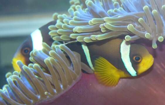 Image of Orange-fin anemonefish