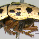 Image of Cryptocephalus optimus Schöller 2002