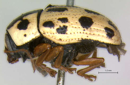 Image of Cryptocephalus optimus Schöller 2002