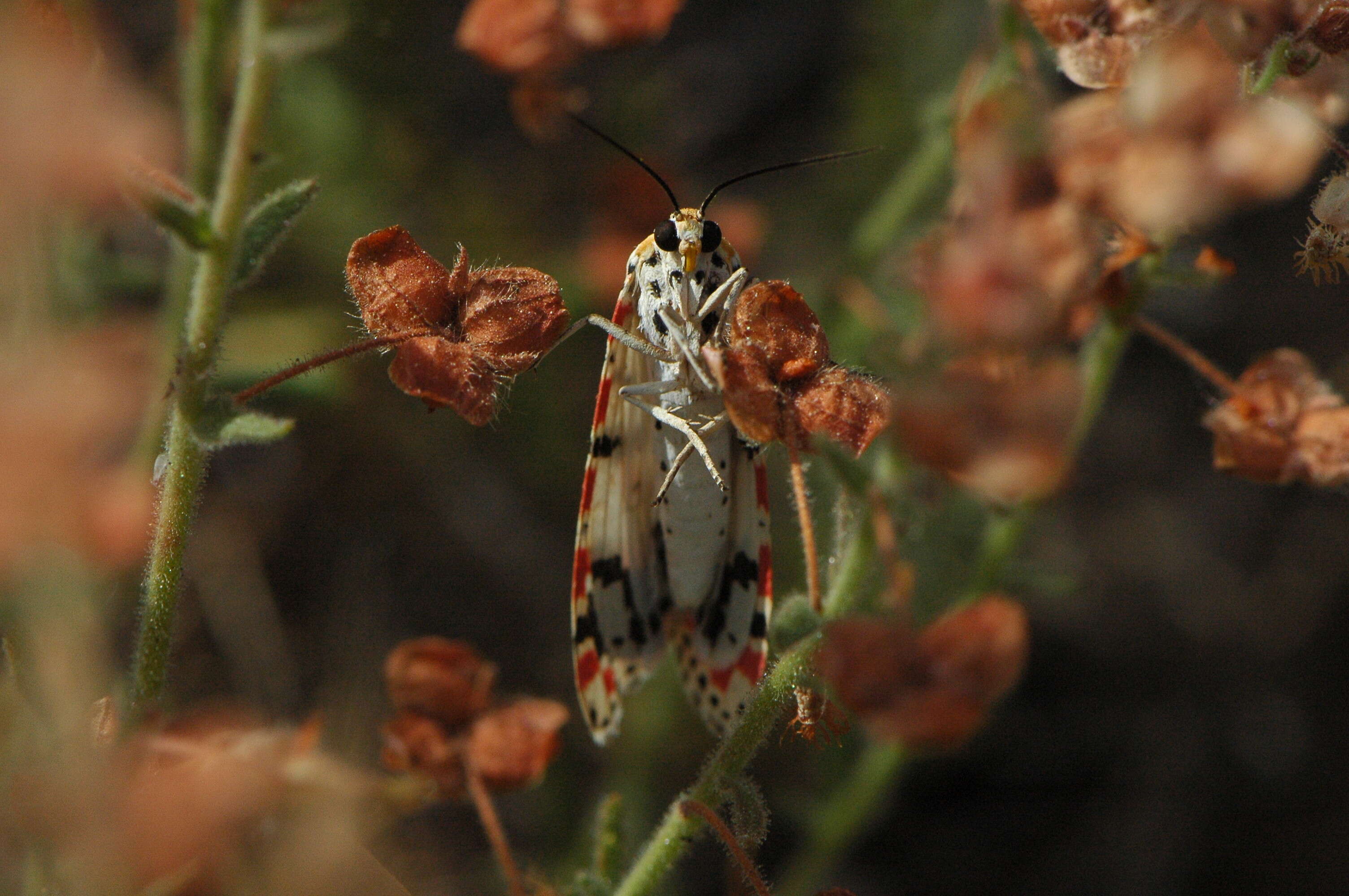 Utetheisa pulchella Linnaeus 1758 resmi