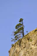 Image of Mountain Pine