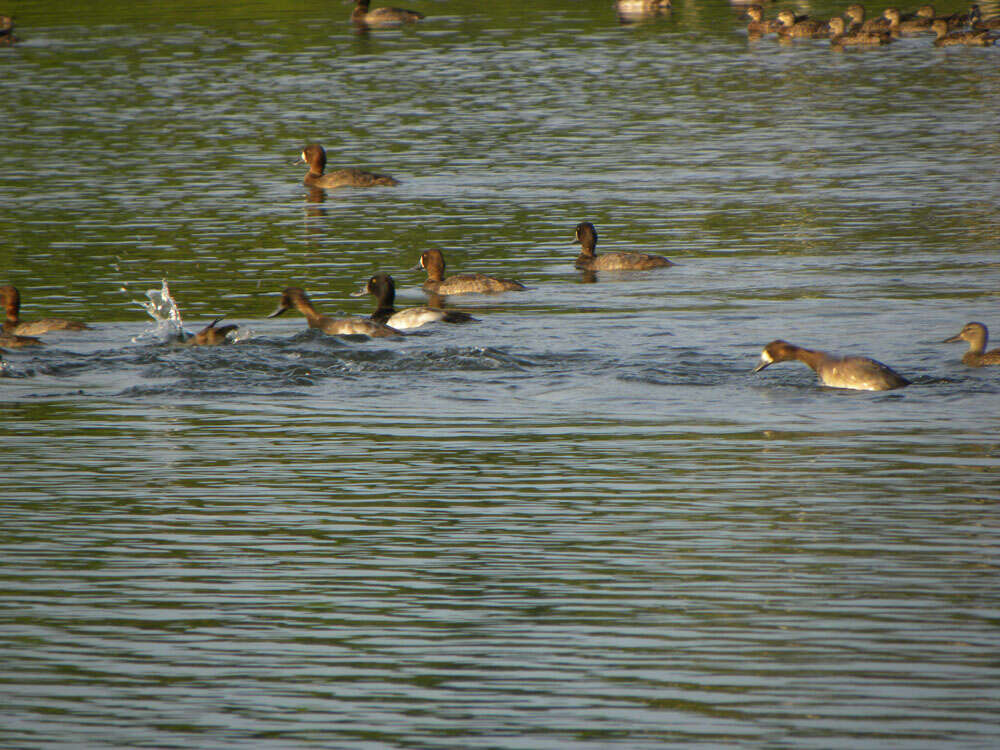 Image of Lesser Scaup