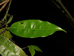 Plancia ëd Mosannona costaricensis (R. E. Fr.) Chatrou