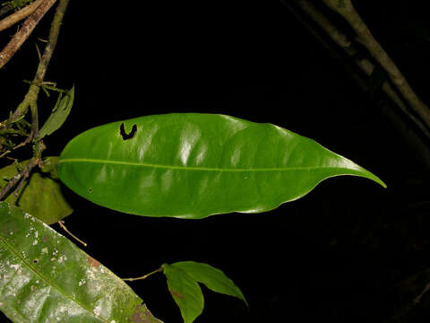 Image of Mosannona costaricensis (R. E. Fr.) Chatrou