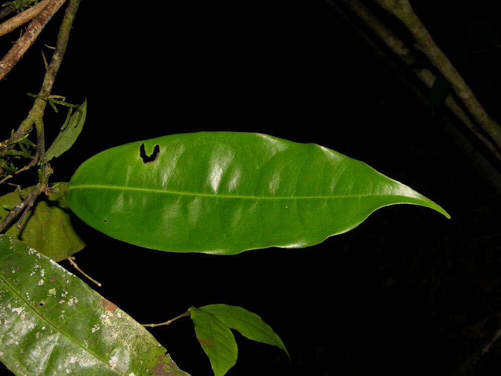 Plancia ëd Mosannona costaricensis (R. E. Fr.) Chatrou