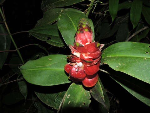 Image of costus