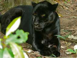 Imagem de Panthera Oken 1816