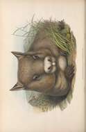 Sivun Phascolomys Illiger 1811 kuva